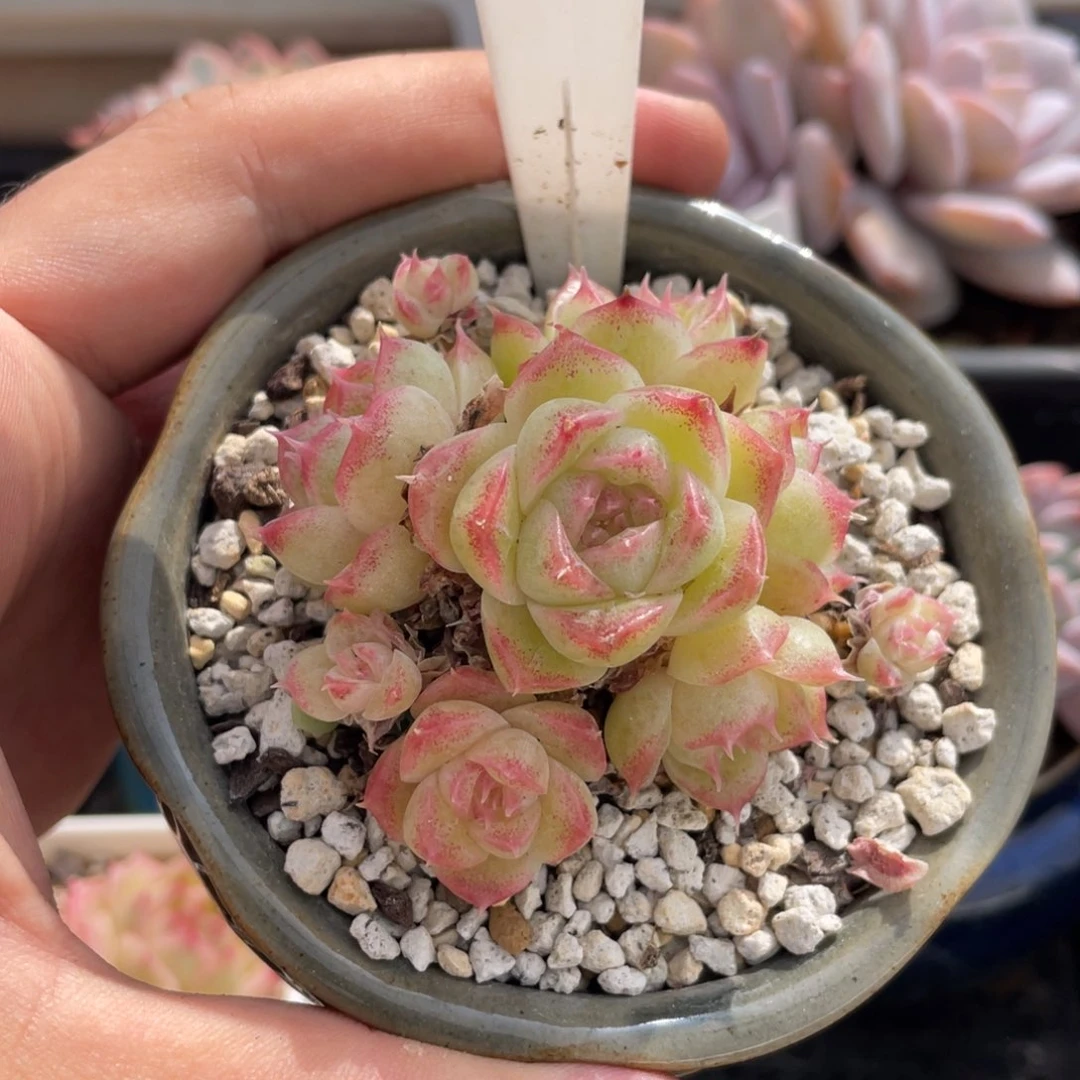 0338麦秆不带盆6厘米