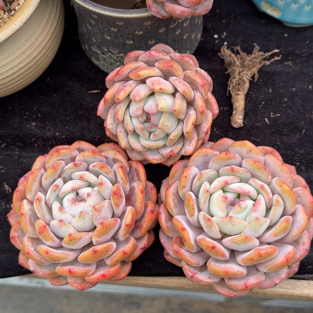 特价组合，一组三颗，两颗美根