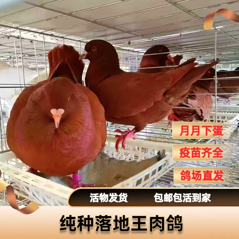纯种落地王鸽子活苗大体肉鸽可繁殖观赏乳鸽
