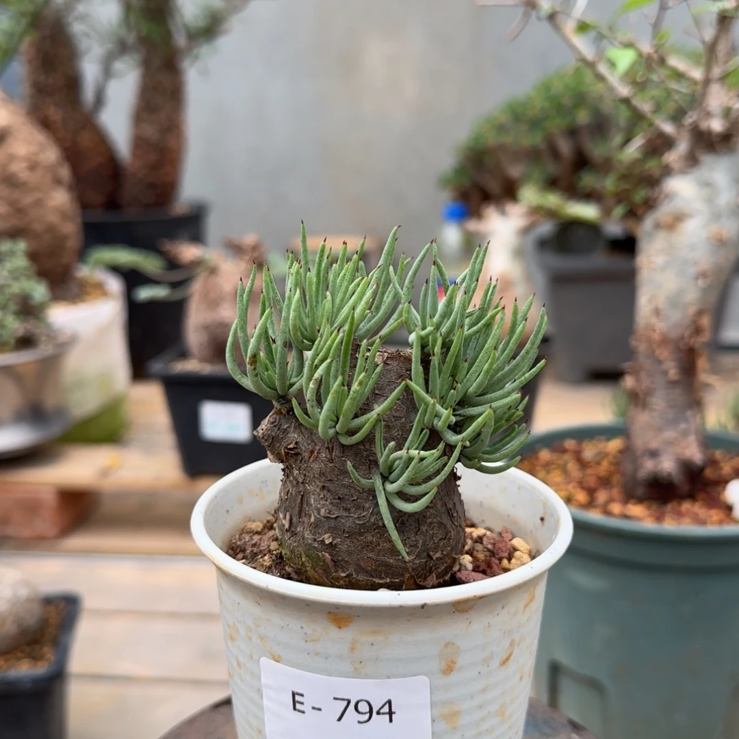 794白象奇峰锦块根植物