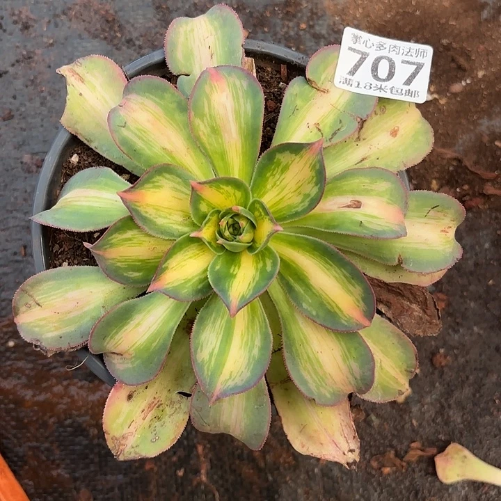 707幻彩诺米多肉法师锦不包侧枝断枝