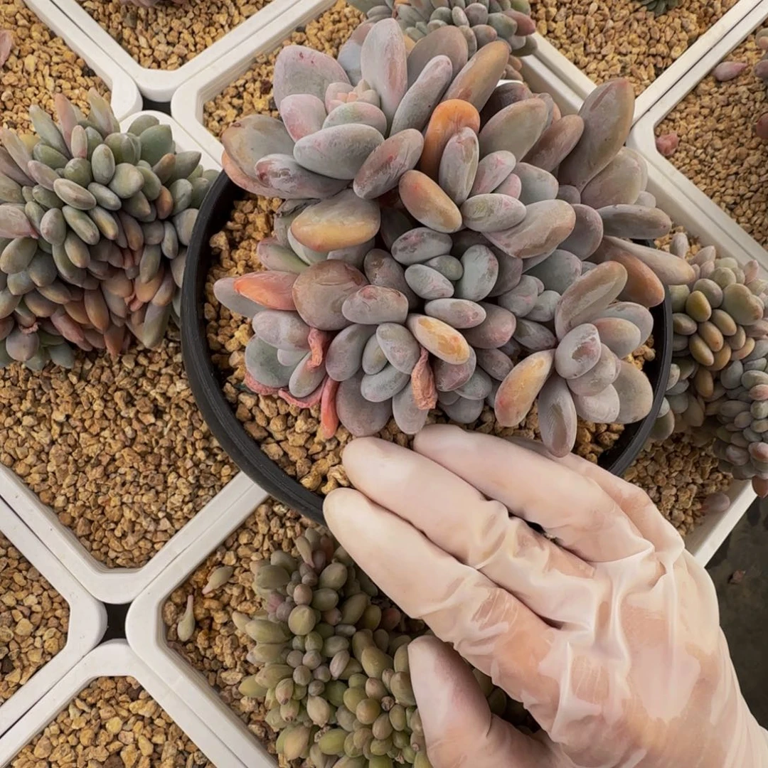 a a a a a a a a a a 94