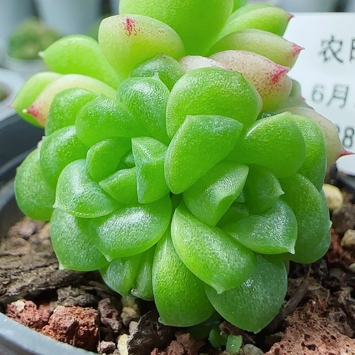 【闪购商品】0613-158优选麦杆