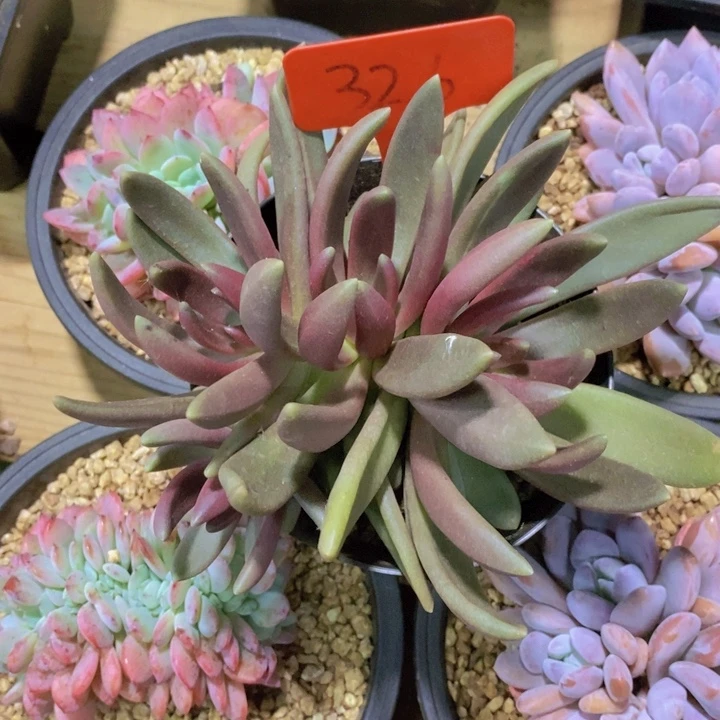 我想说我们也没见他