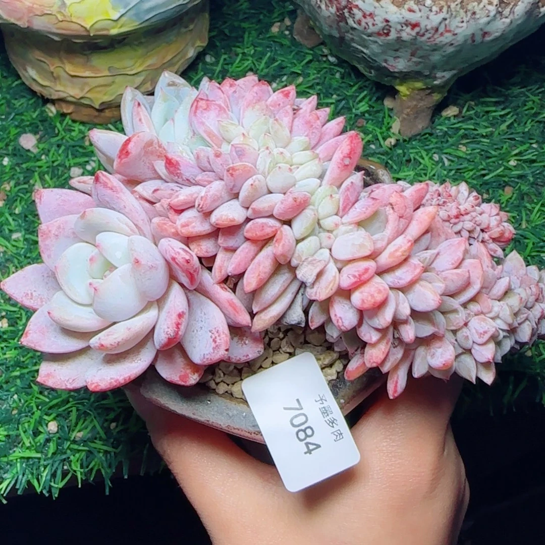 星影缀化，7084多肉植物