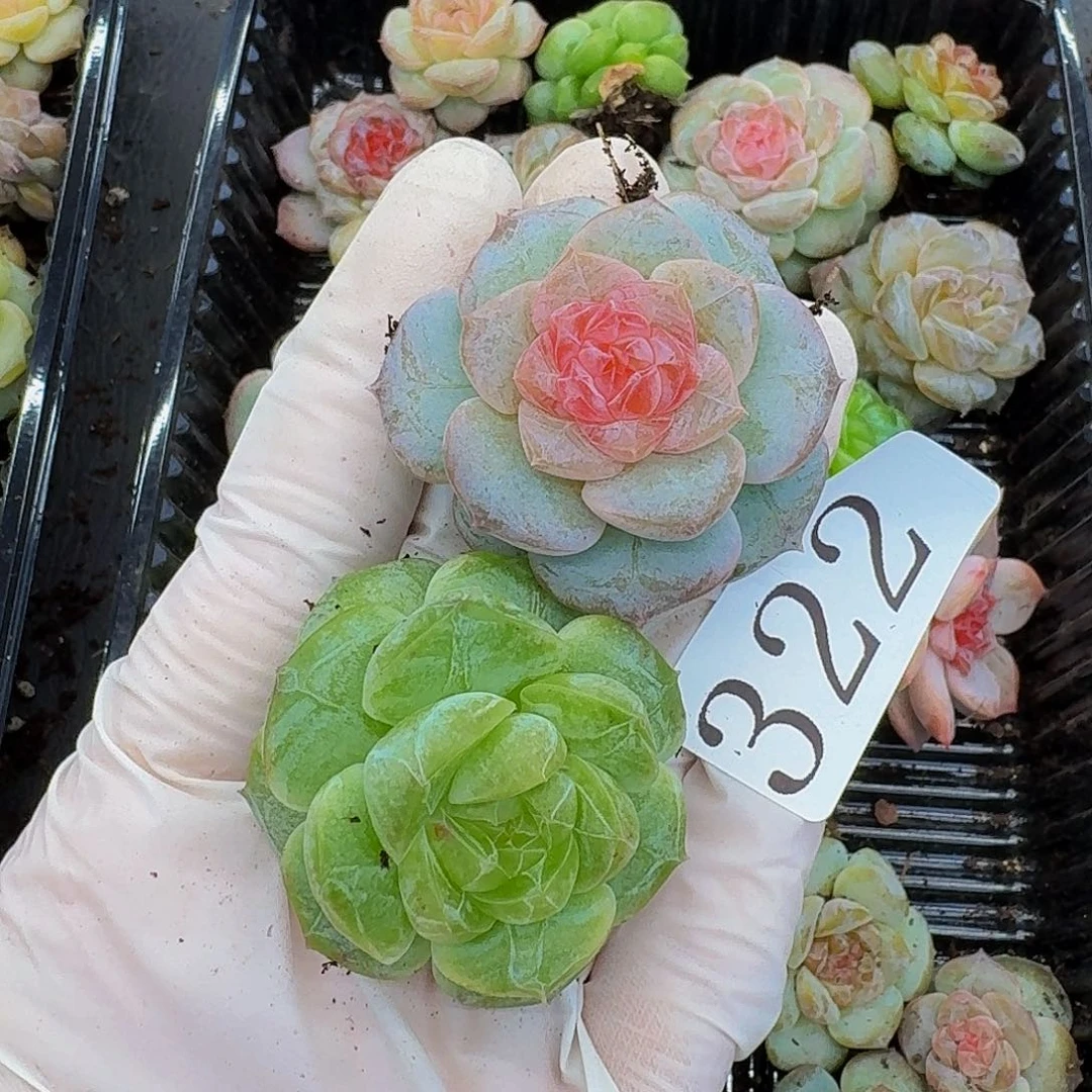 多肉植物多肉植物322