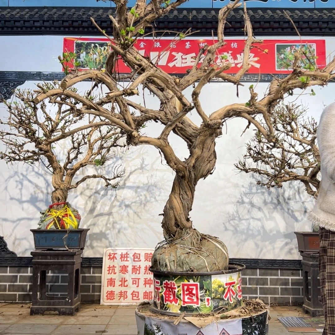 无花朵金银花88888