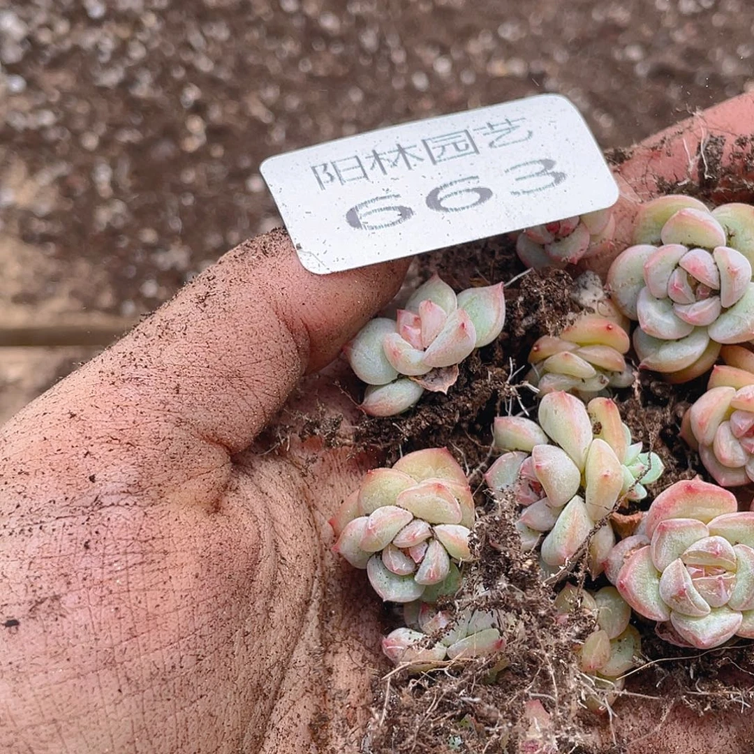 多肉植物多肉植物663