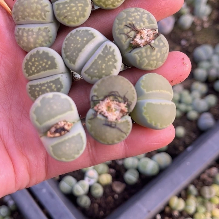 十颗绿福来888888888888