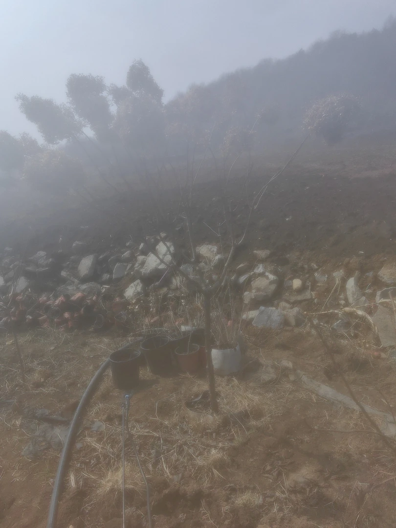 绣球树耐寒零下好养