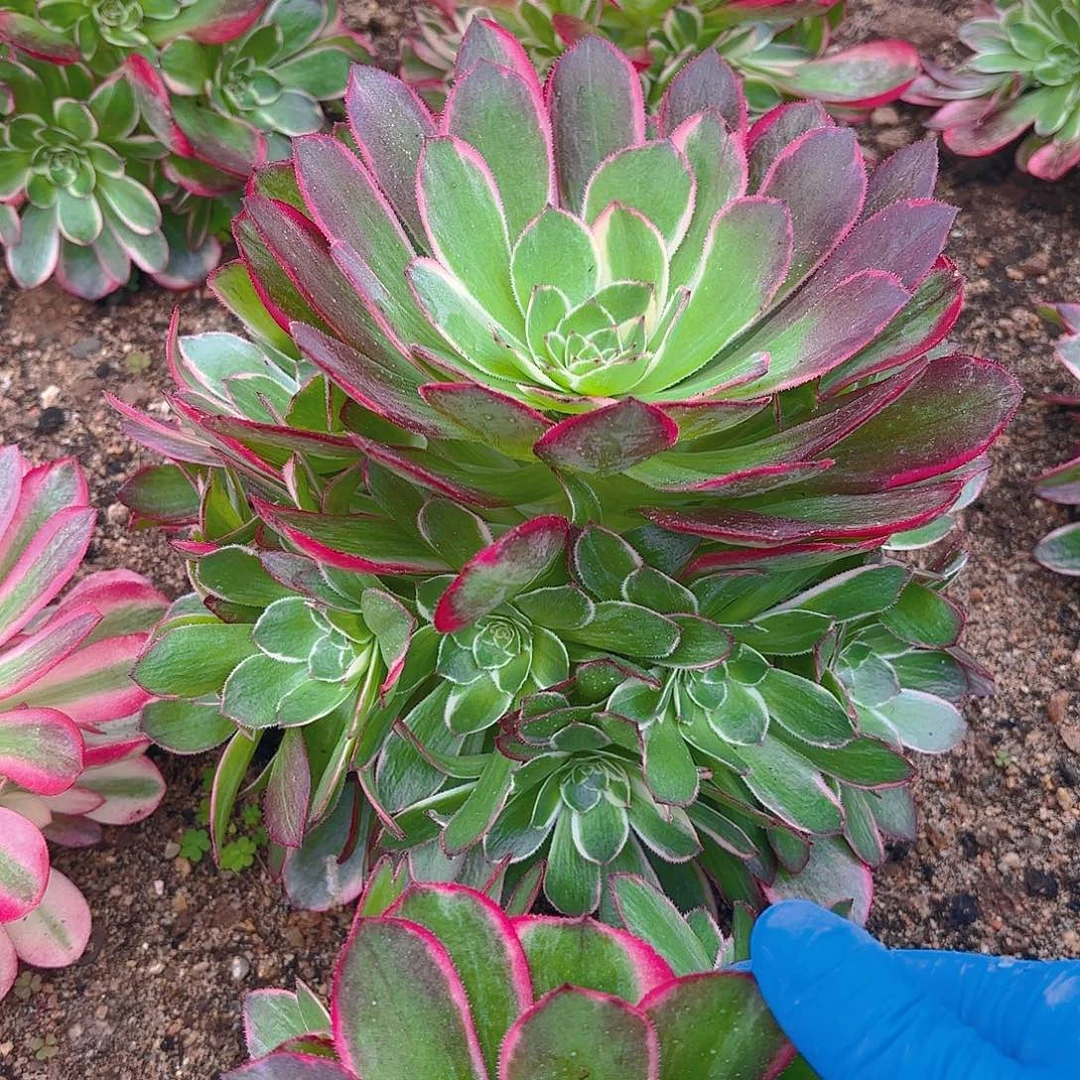 海王手捧多肉植物