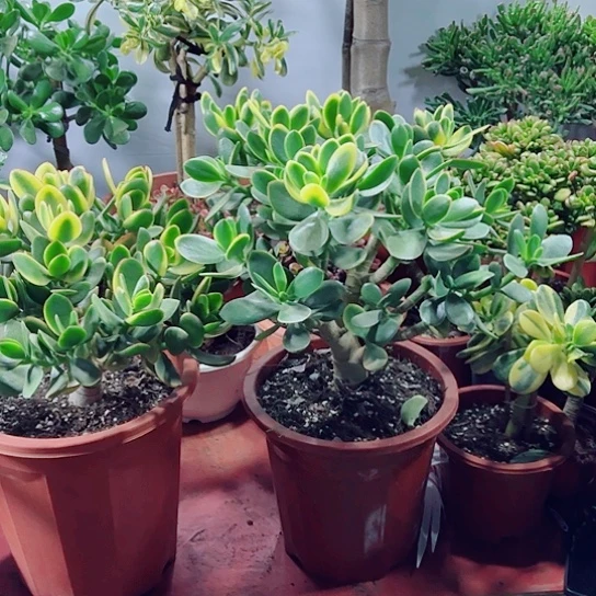 年***余456新花月锦带土球发货