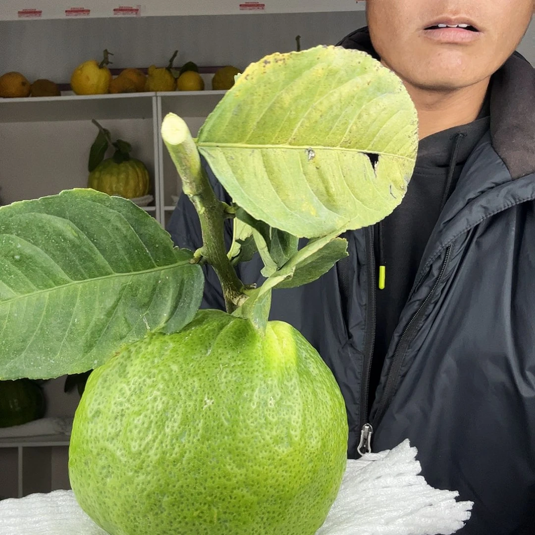 赵***瑞香水柠檬云南高山大香橼