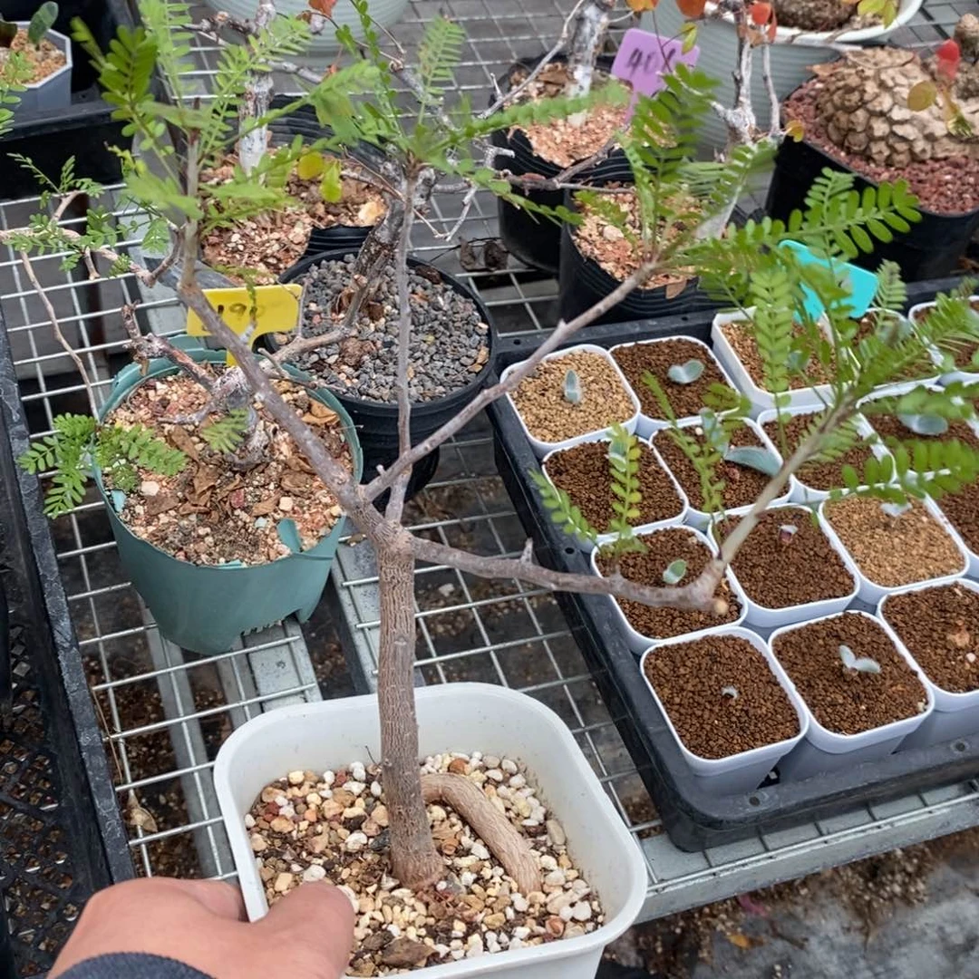 羽叶橄榄多肉植物