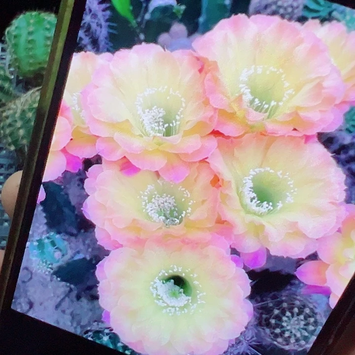 彩草 us47 侧芽满20包邮