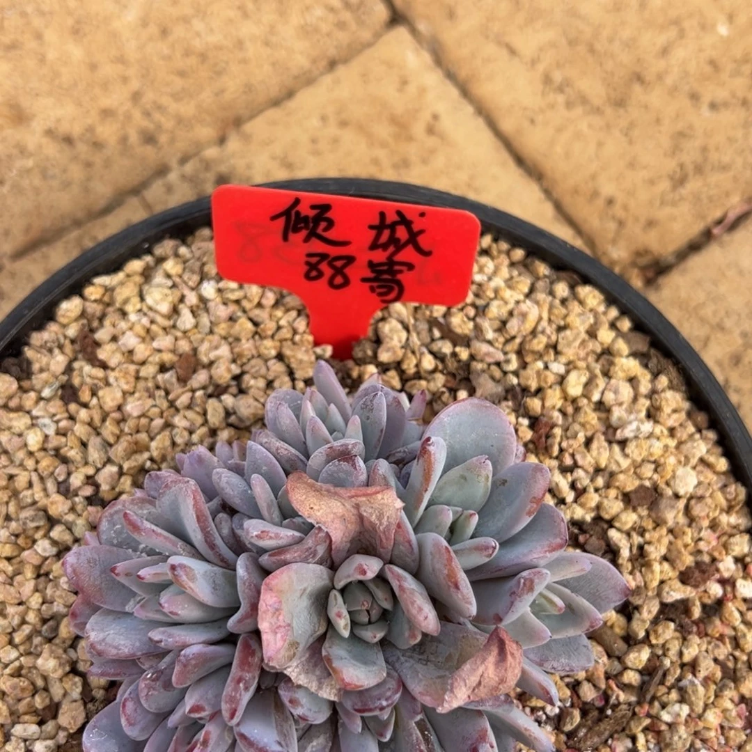 倾***城倾城寄养。