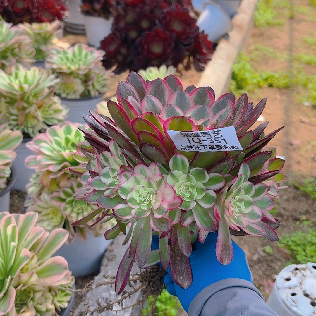 倾城多肉植物一号351