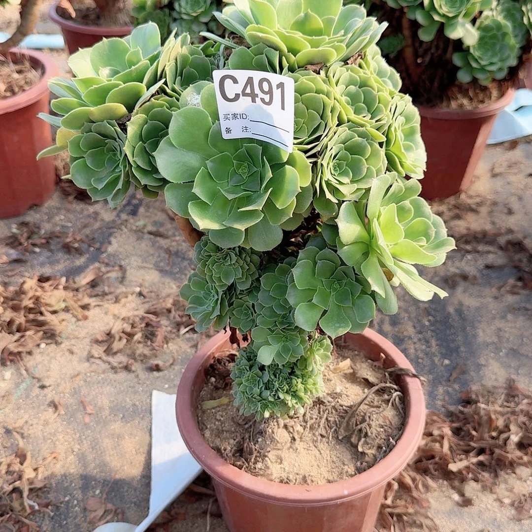 491绿缀朵朵一颗满28包邮