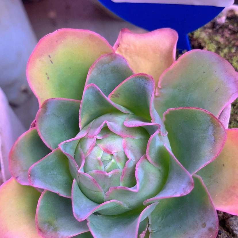 【闪购商品】yjj348