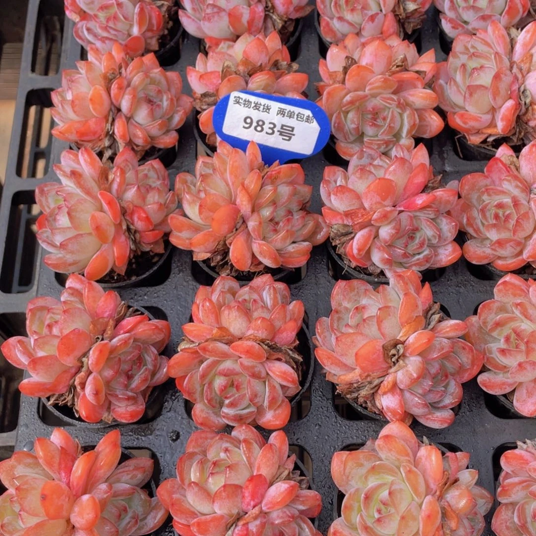 983号老桩全状态全明星双头起两个