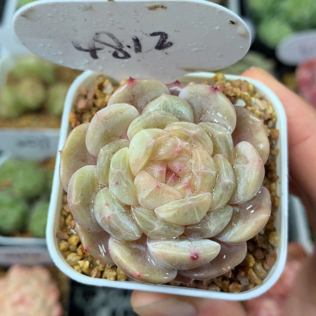 白色恋人单头4812