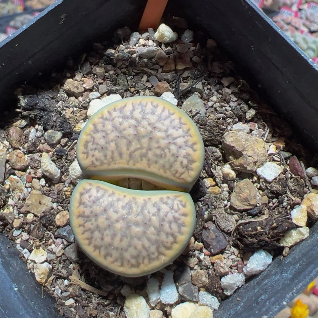 121 一物一拍，默认有伤，介意勿拍，不退不换