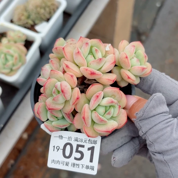 白底香草无盆土发货无盆土无