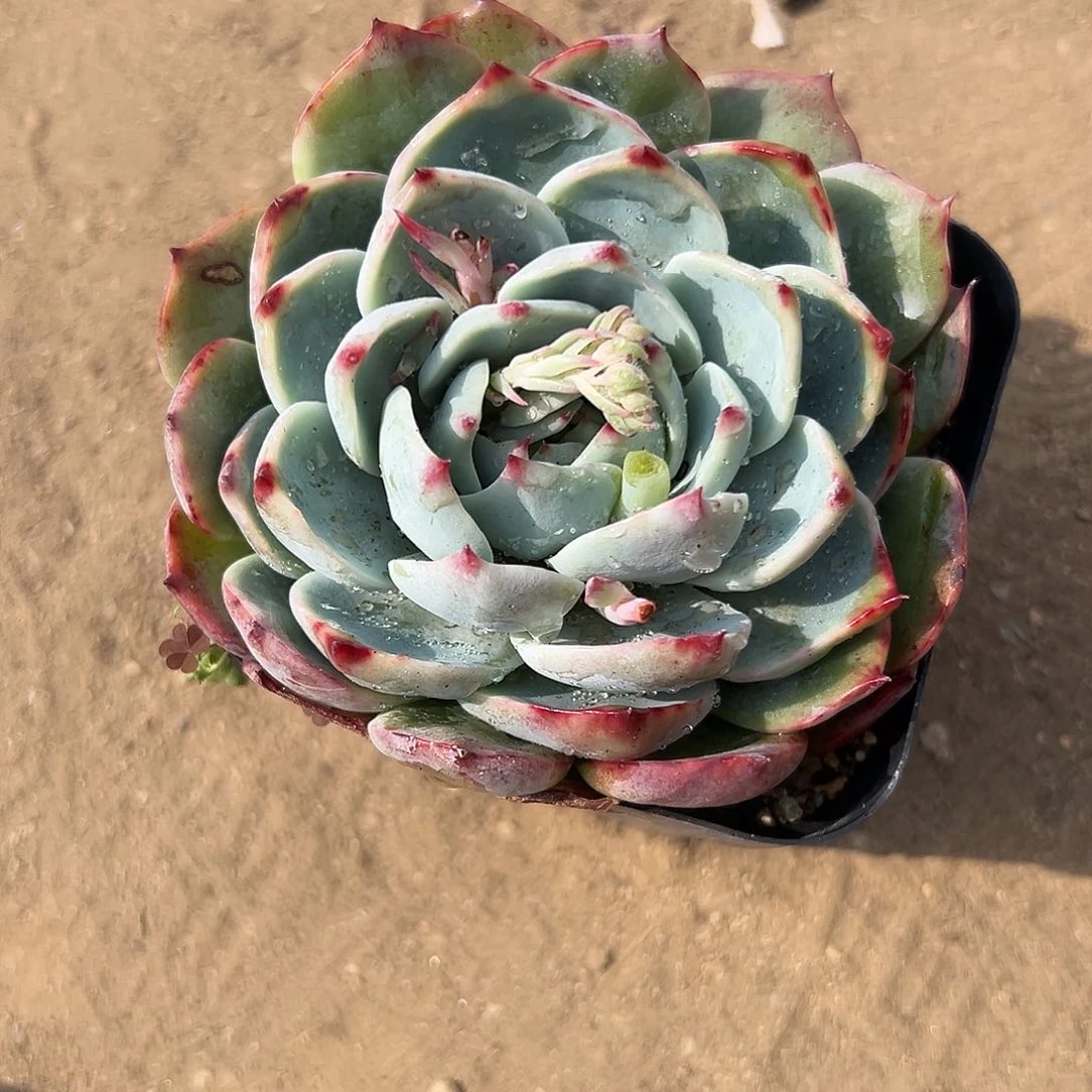 多肉植物多肉植物