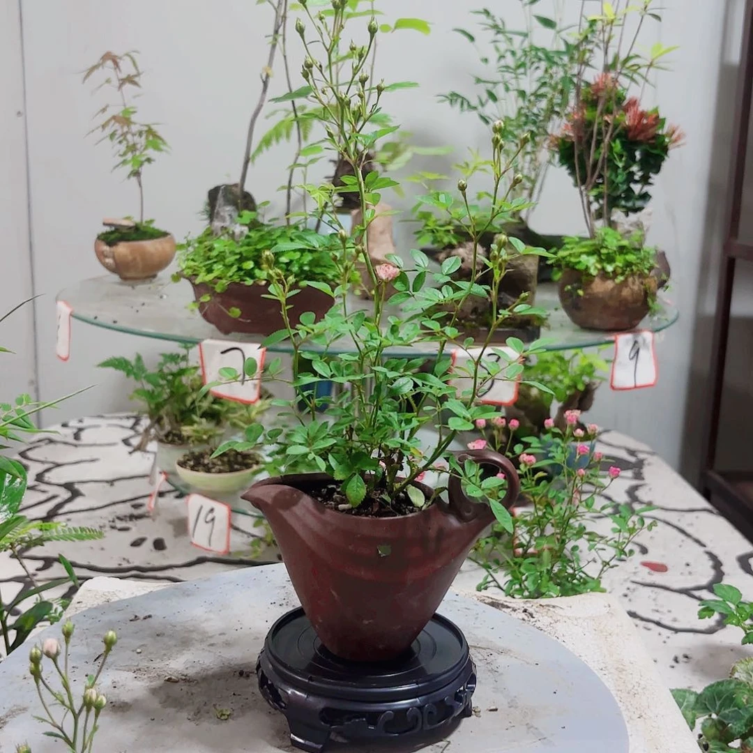 无花朵?****宝一物一拍 所见即所得41