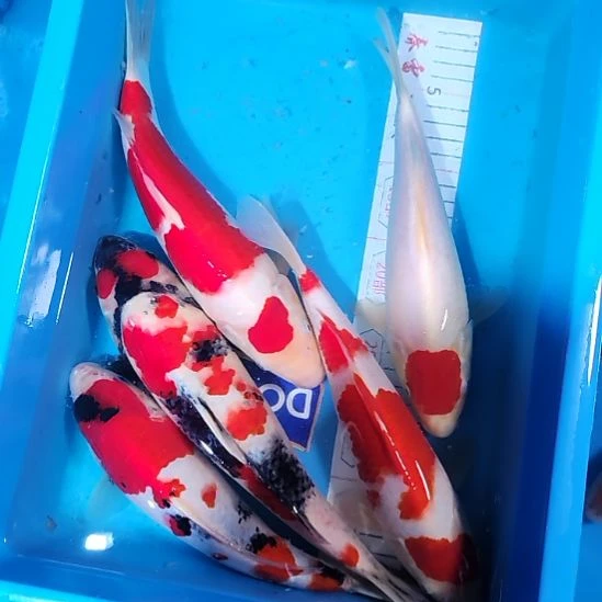 锦鲤5条留养级别打包带走