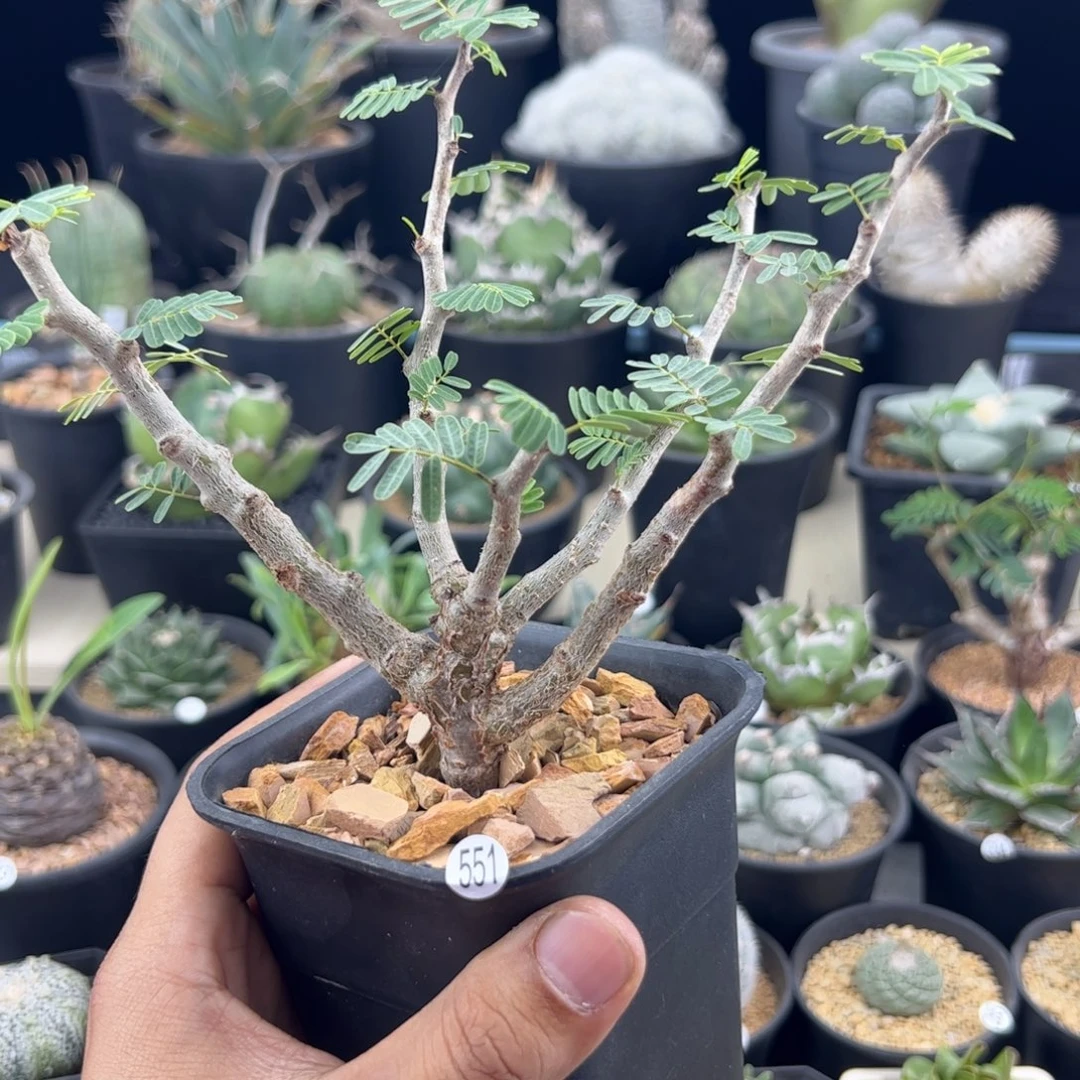 沙漠苏木实生一物一拍
