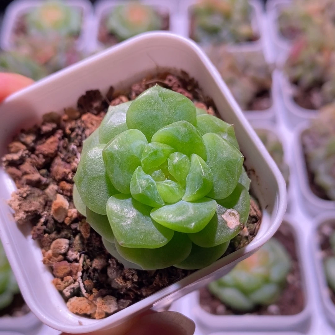 珍妮糖心，多肉植物