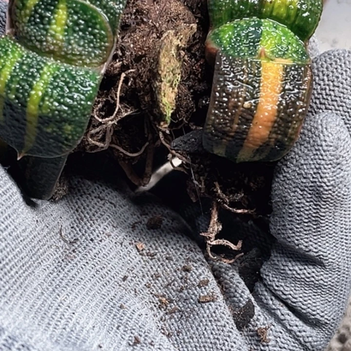 J***C客户专拍福利价一物一拍