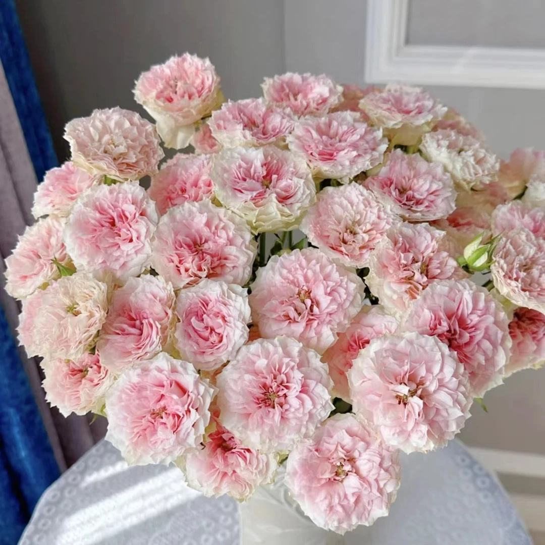 情迷罗拉泡泡10支【全店任意满两件发顺丰京东】云南直发鲜花鲜切花