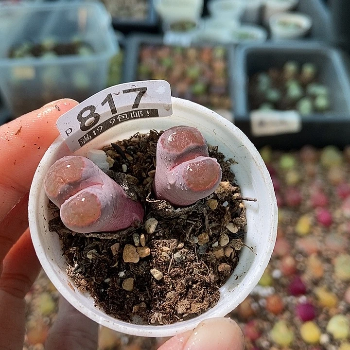 大舅生石花肉锥多肉817