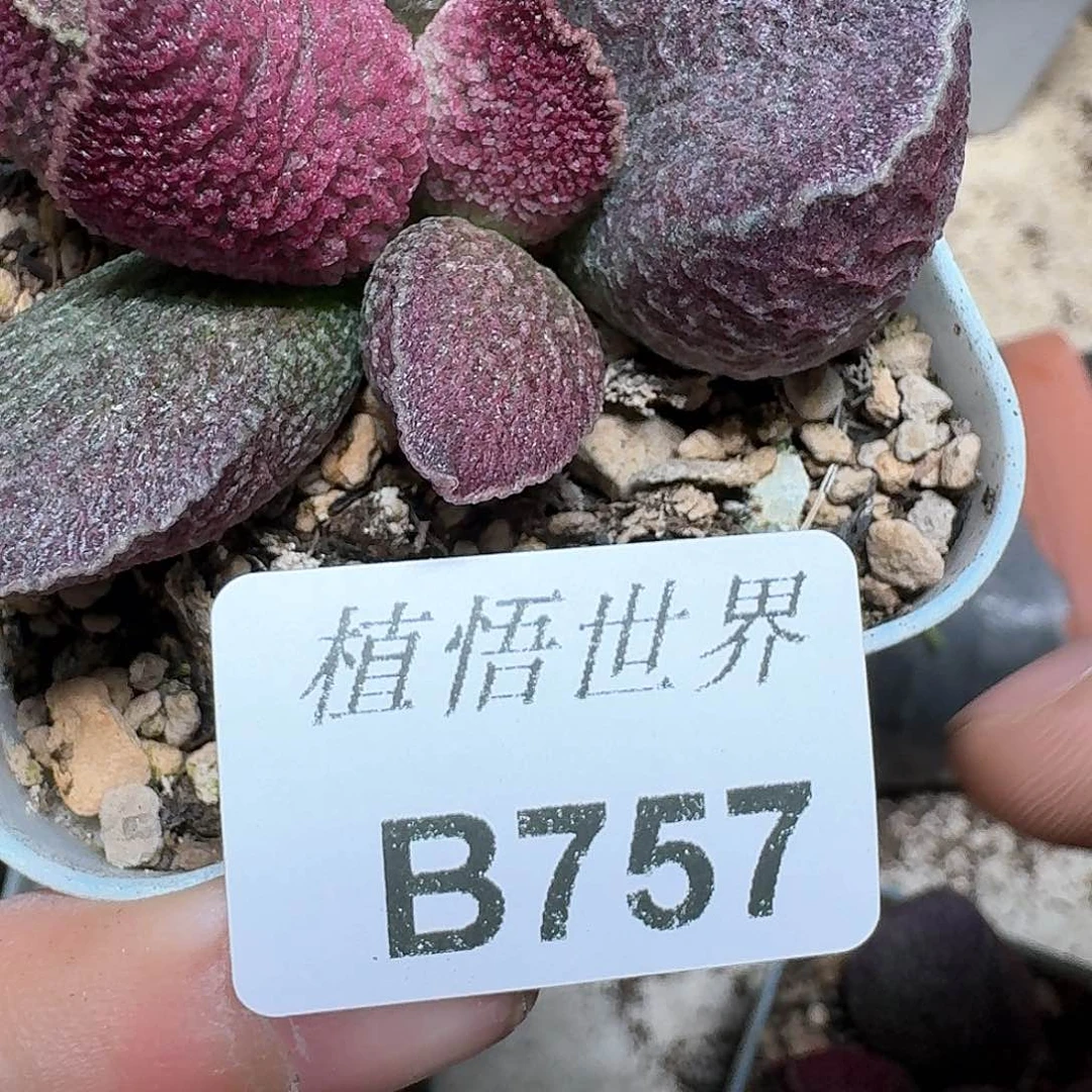 757盒多肉植物哇v h