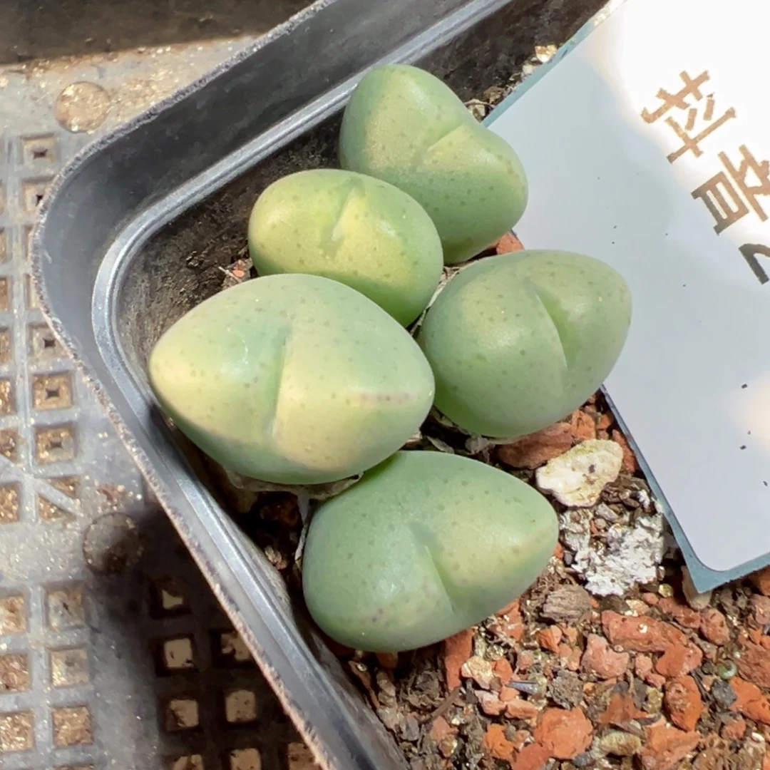 2-65肉锥多肉植物，