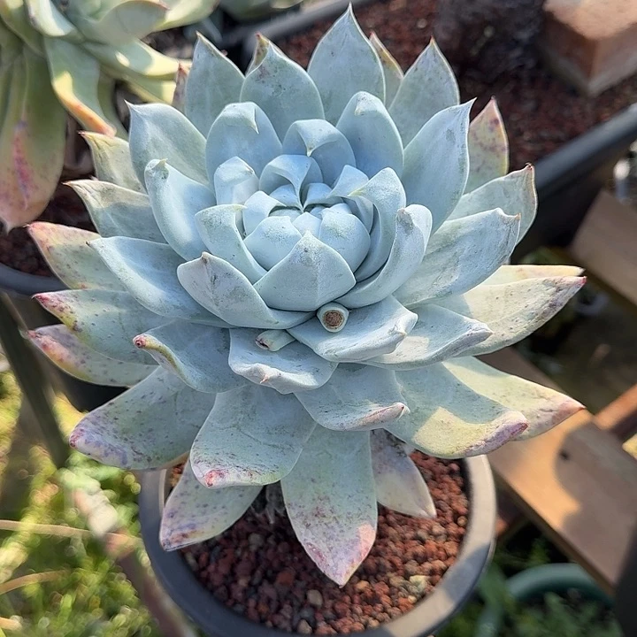 七*普西飞克仙女杯多肉