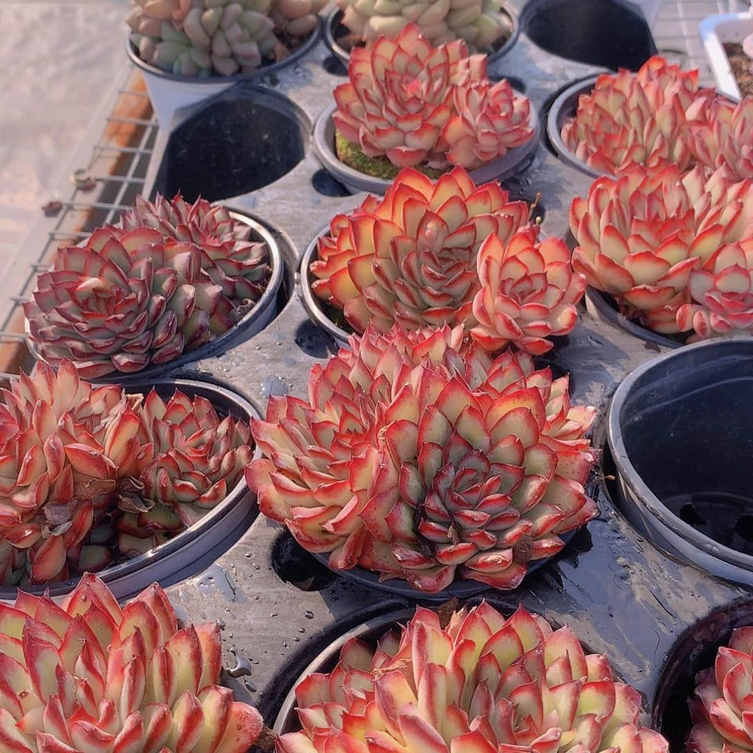 肉酱玫瑰3467899000000