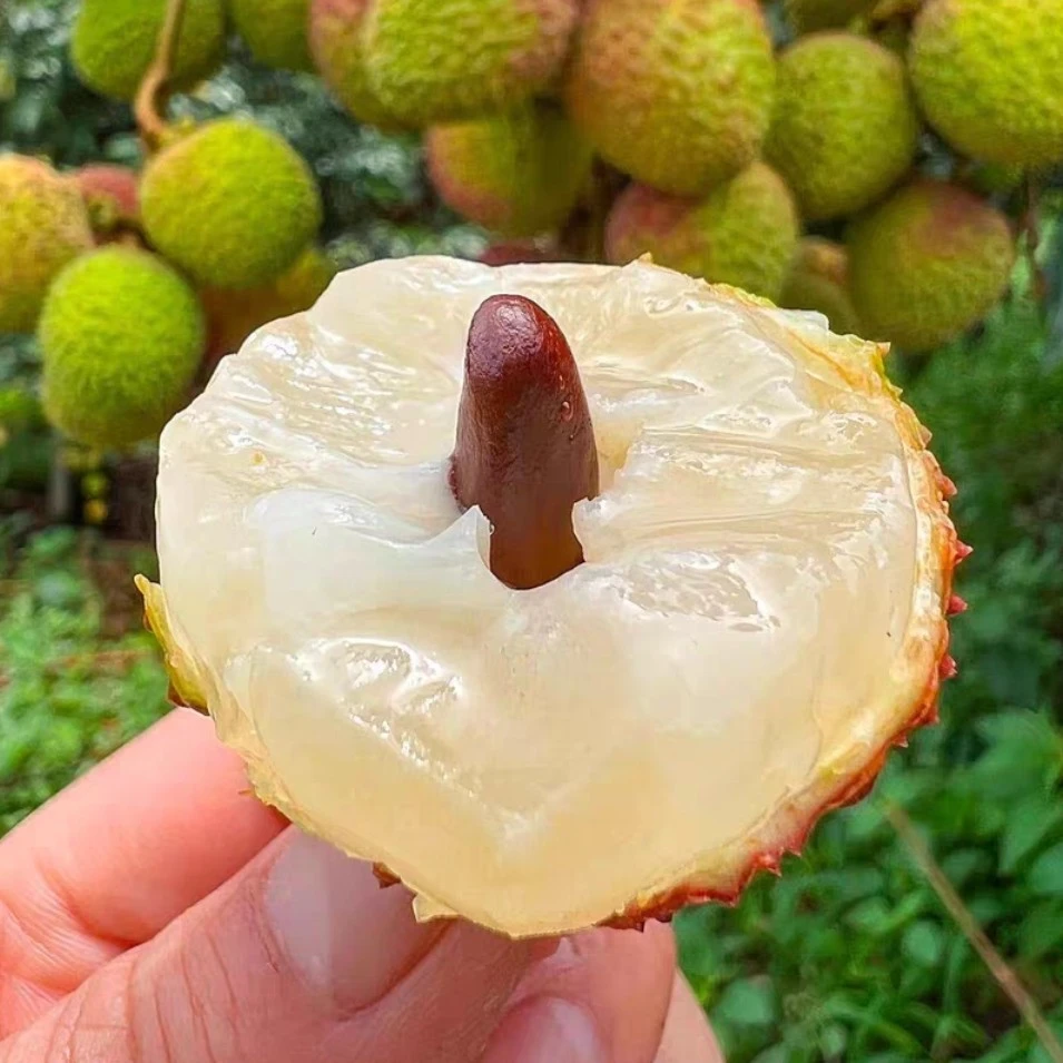 妃子笑、桂味、仙进奉荔枝嫁接树果树水果荔枝树新鲜盆栽多年生种植