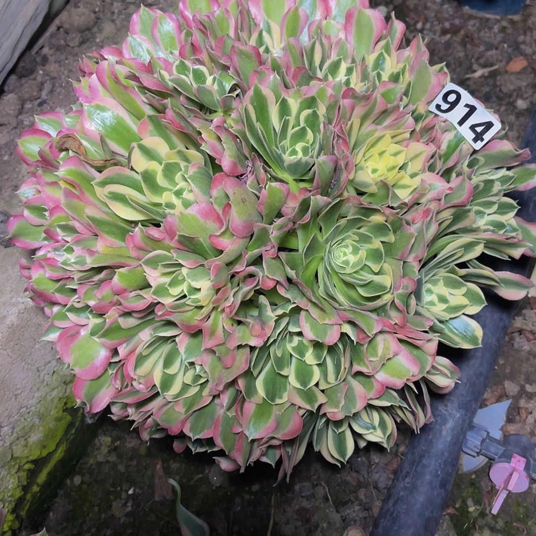 法师法师14-11包邮fa s