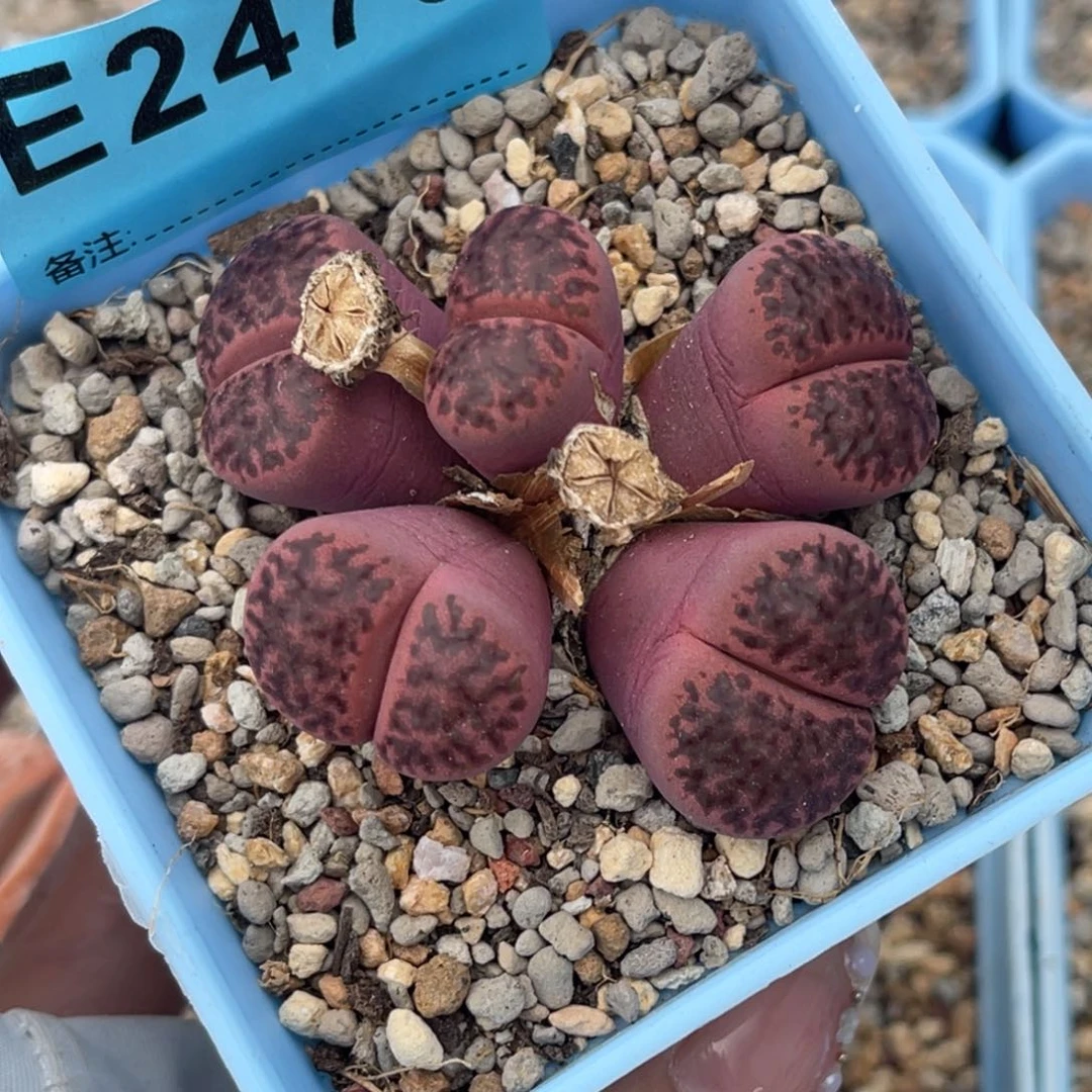 2479五头紫柘榴群一颗