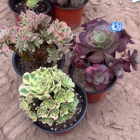 357多肉植物组合，