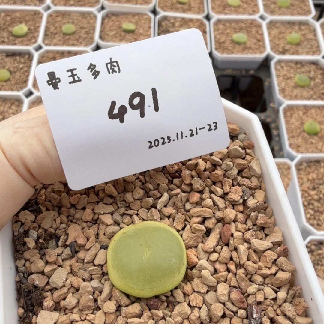 *****多肉多肉多肉11-491