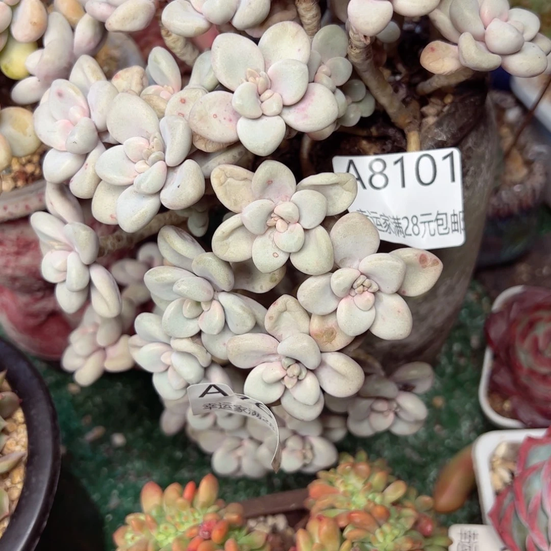 幸运的是我的朋友