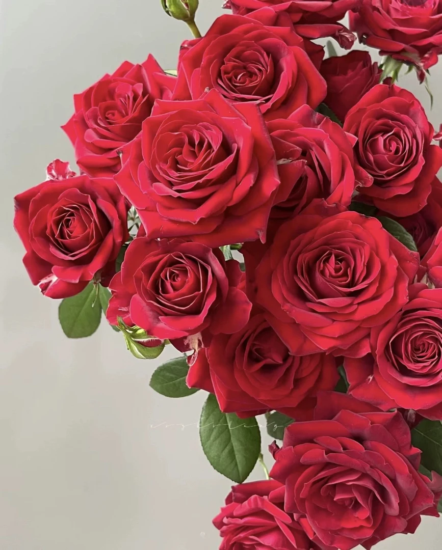 红丝绒180大盆丝绒质地红色高酒杯型大花月季