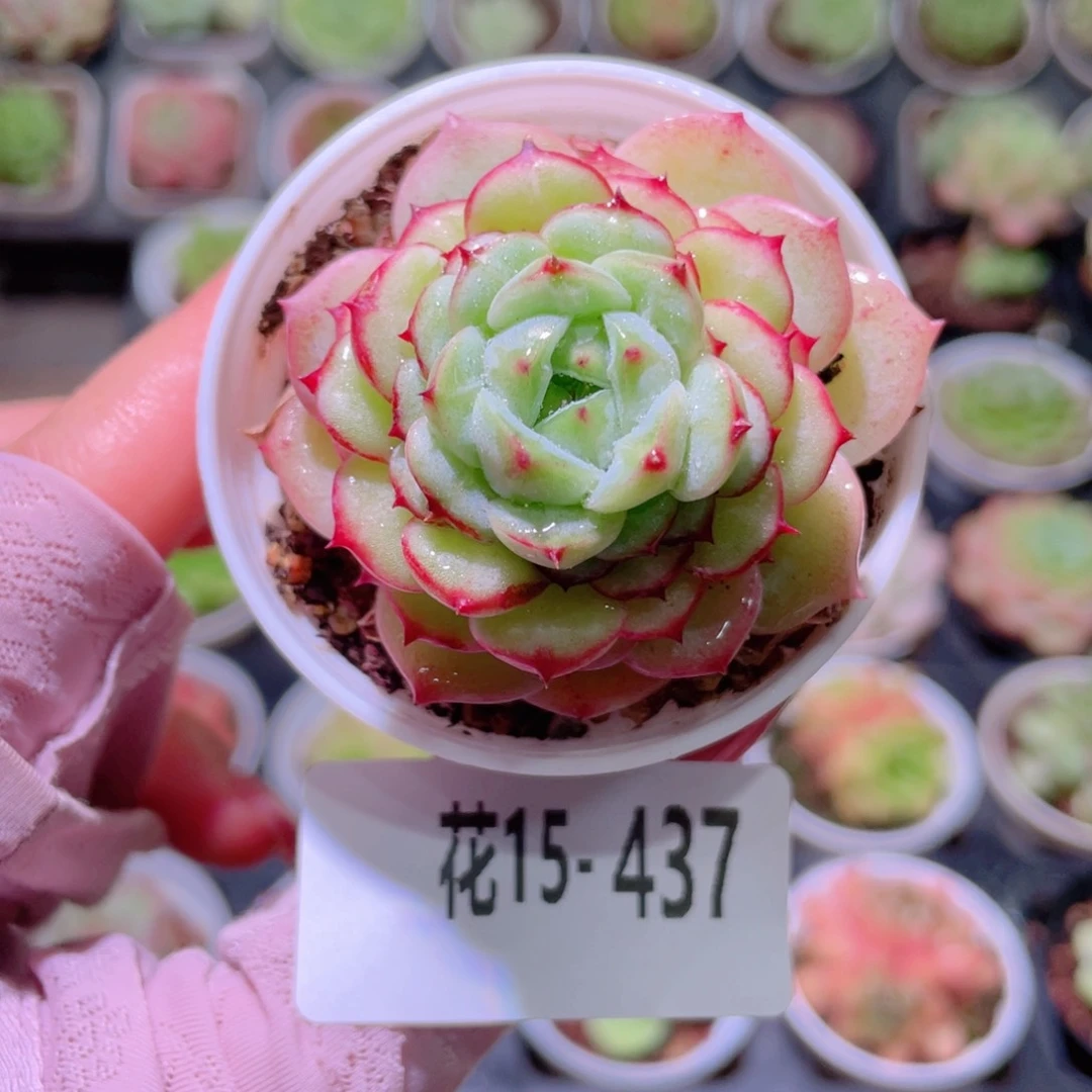 花利美15-437薄荷冰沙