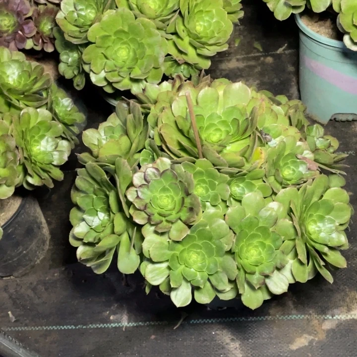 40万圣夜多肉植物多肉