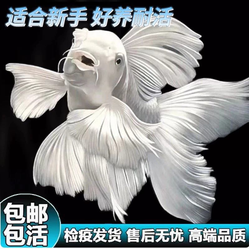 台湾蝴蝶鲤短身球体蝴蝶鲤混养冷水鱼观赏鱼鱼苗大尾巴活体淡水