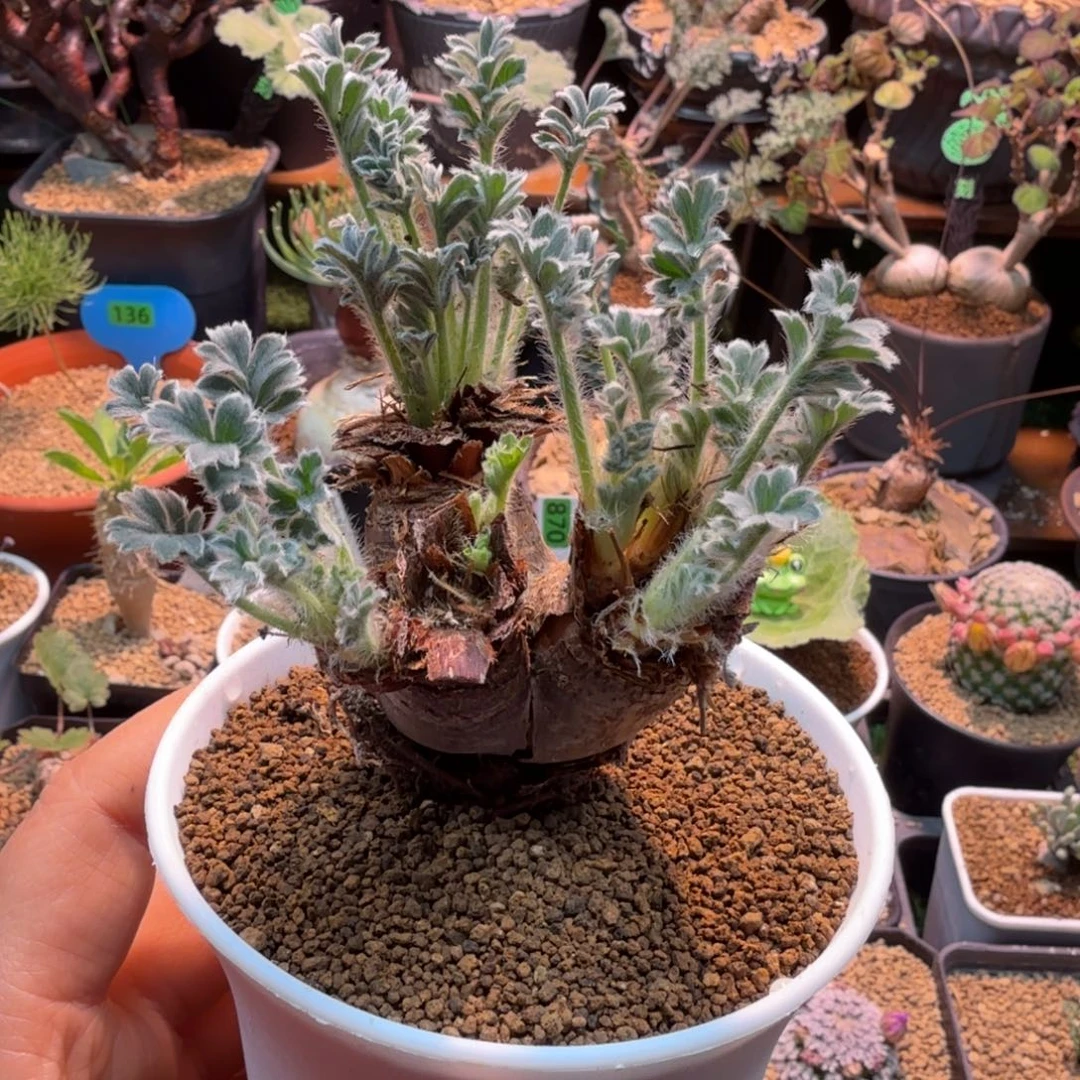 红花洋葵201 仙人球